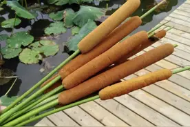 潮湿的小溪边，有1种“蒲草”，远看像“烤肠”，殊不知用处多图片