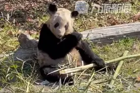 北京动物园回应蜂花欲认养大熊猫“丫丫”：暂未收到相关消息，目前我们还没有认养这项业务图片