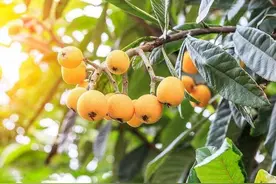 有人说栽种枇杷树不好？真是这样吗？听听老农的说法吧图片