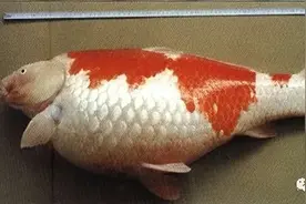 水生生物图文欣赏(31)：九种少见鱼病—卵巢肿瘤、睡眠病、乳头瘤图片