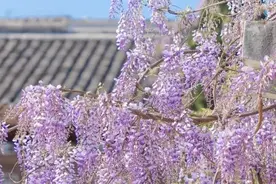 清明踏青去哪儿？这份攻略告诉你图片