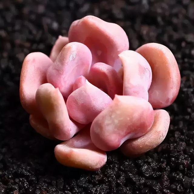 270种常见多肉图谱，一分钟认全！