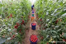 种菜如果不懂这些方法，怎么能种好蔬菜，一句话胜读万卷书图片