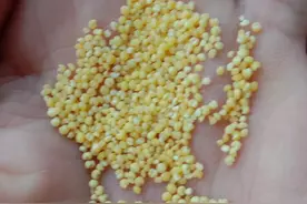 市场上卖的小米为啥都是金黄色的？自己家种的都是土黄色的图片