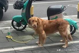 一只患有“习得性无助”的狗图片