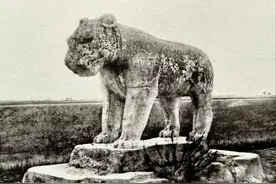 虎年的虎：我从哪里来，要到哪里去？图片