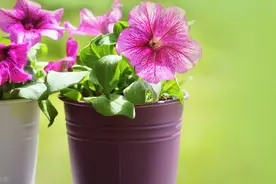 麻将馆里的女人图片