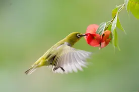 中国传统四大名鸟：百灵、画眉、绣眼、点颏，都有哪些优缺点？图片