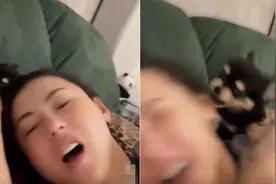 张柏芝躺床上跟宠物玩耍，狗狗咬脸痛苦不断，素颜出镜面色红润图片