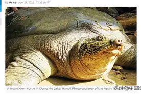 全球或仅剩2只斑鳖，如何避免灭绝？图片