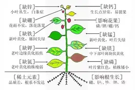 农业五大钾肥：硫酸钾、硝酸钾和磷酸二氢钾等，该如何选用？图片