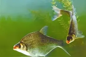 初夏钓鳊鱼四大法门，秘杀技图片