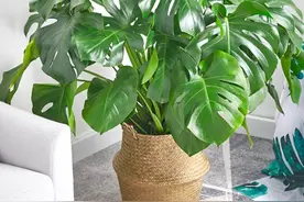 它们是国家保护植物，随意砍伐“买卖”，妥妥的“智商费”图片