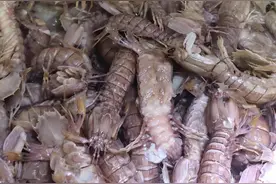 虾爬子自由，这是110元的，4斤多图片