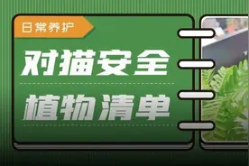 谁说养猫就不能养绿植？这些放心养图片