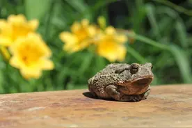 抓癞蛤蟆刮蟾酥被捕上热搜！一斤上万元的蟾酥是抗癌良药？图片