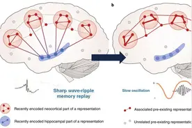 认识大脑之二：睡眠与大脑图片