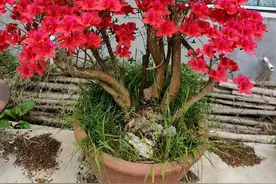 乡下老伯家的映山红桩几百米一棵，开花后值4位数种上怎么样图片