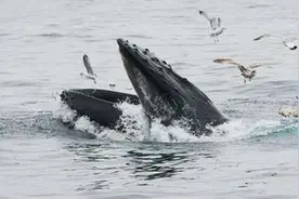 潜水员被鲸鱼吞下后，竟奇迹般生还！是如何做到的？图片