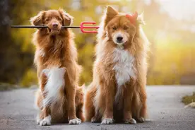 狗狗交配时，可以把它们分开吗？图片