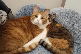 张馨予被杰克辣条组织“开盒”？一边虐猫一边人肉，活该被抓！图片