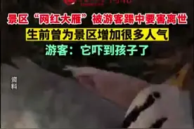景区网红大雁被游客踢中要害离世图片