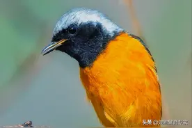 如何让野鸟适应笼养环境？4招方法让它彻底接受！图片
