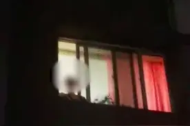 辽宁一住户从3楼扔下幼猫，目击者：他说家里猫多，扔一只咋了图片