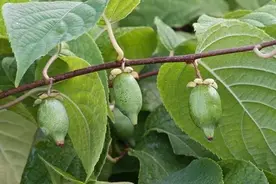 秦岭山区的几种野生猕猴桃图片