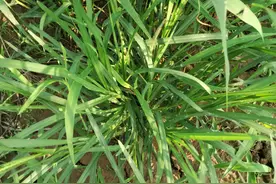 农作物田里的牛筋草杀不死，试试这几个特效配方，一遍就能杀干净图片