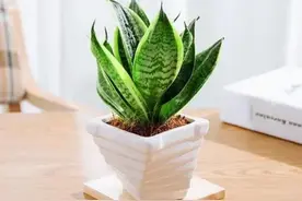 耐阴的虎皮兰盆栽，长期不见光会死吗？图片