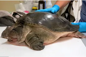 江苏渔民捕获16斤“大甲鱼”，刚放生就要捉回去，为何不能放生？图片