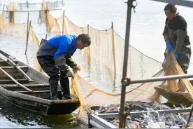 十年长江禁渔才2年，局部江段鱼群已泛滥，还有继续禁的必要吗？图片