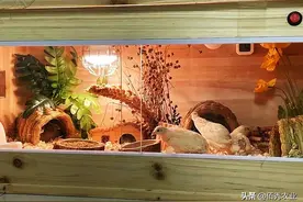 能用鱼缸养的鸡，体型比鹌鹑小，产蛋量比普通蛋鸡大，且身价不菲图片