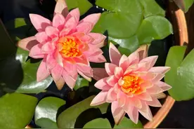 夏天养一盆它，越是多晒太阳，越是开花，叶多花艳又芳香图片