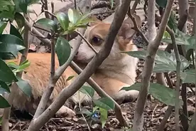 浙江：不栓绳导致柯基被撞伤，不治又嫌弃狗狗大小便太臭将它抛弃图片