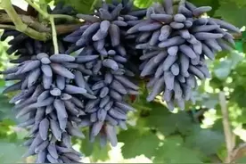 冬至来了，客厅里摆放3种“祥云果”，寓意五福临门富贵吉祥图片