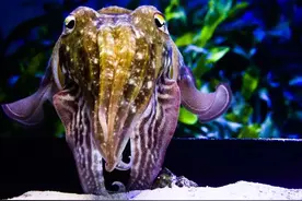 乌贼变色的图像生成术：没有一次伪装是相同的图片