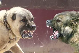 坎高犬vs高加索牧羊犬，谁才是大型猛犬的战力天花板？图片