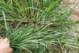 牛筋草杀不死？试试这2种除草剂，除草效果杠杠的图片