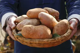 土豆一放就容易发芽？菜农教你4招使用方法，放多久都不会发芽图片