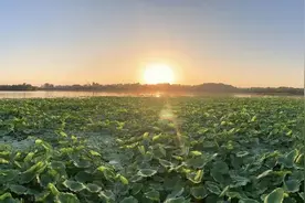 唐山南湖 | 循着古诗去拍鸟图片