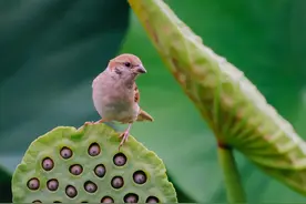 中医之“中”究竟是什么意思？图片