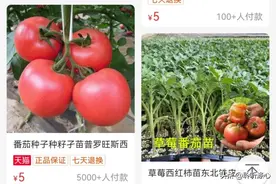 今年占领了西安菜市场的“普罗旺斯”番茄 使其它品种几乎销声匿迹图片