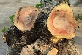 一棵40年的法国梧桐树，是谁要了它的老命？图片