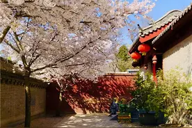 少林春景禅意浓图片