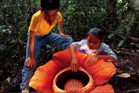 世界上最大的花朵——大王花：直径1米，重11公斤图片