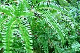 你见过能长出黄金来的植物吗@图片