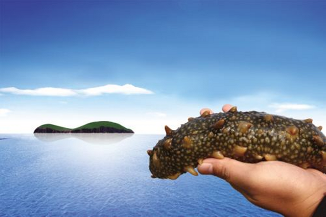 什么样的海参好 2026年什么样的海参好吃又有营养价值