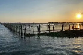 2022年阳澄湖大闸蟹开捕日期拟定9月23日图片